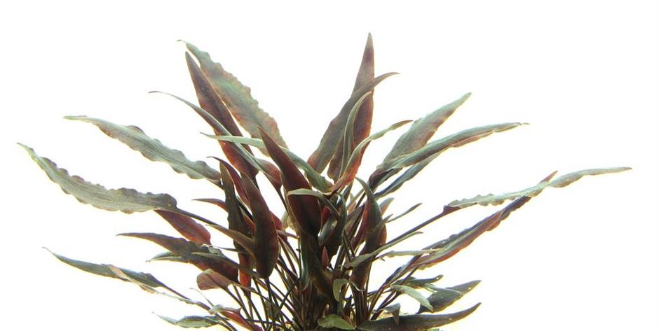 Dennerle Plants Cryptocoryne lutea i Kruka - 2