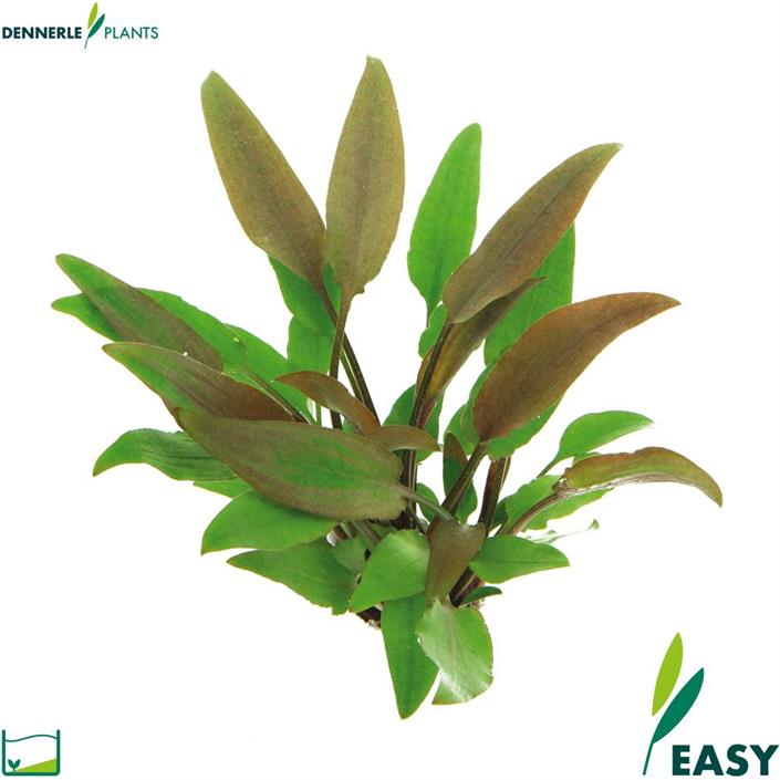Dennerle Plants Cryptocoryne lutea i Kruka