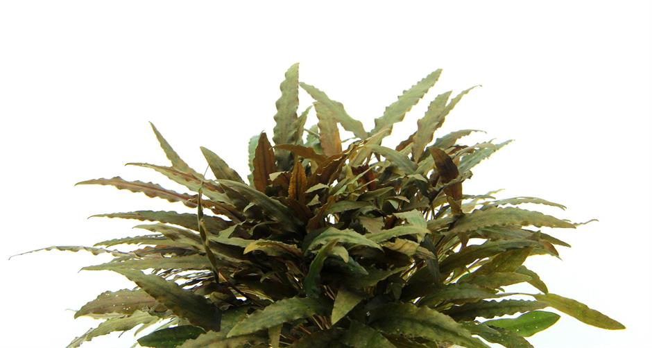 Dennerle Plants Cryptocoryne wendtii "Compact" i Kruka - 2