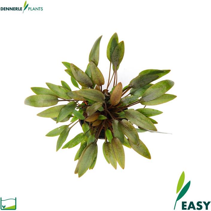 Dennerle Plants Cryptocoryne wendtii "Compact" i Kruka