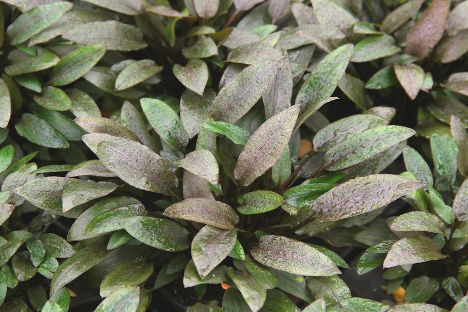 Dennerle Plants Cryptocoryne wendtii "Compact" i Kruka - 3
