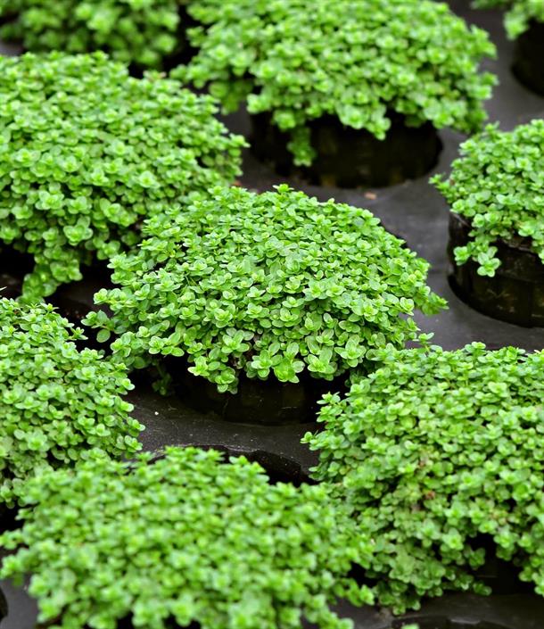 Dennerle Plants Hemianthus callitrichoides "Cuba" i Kruka - 2