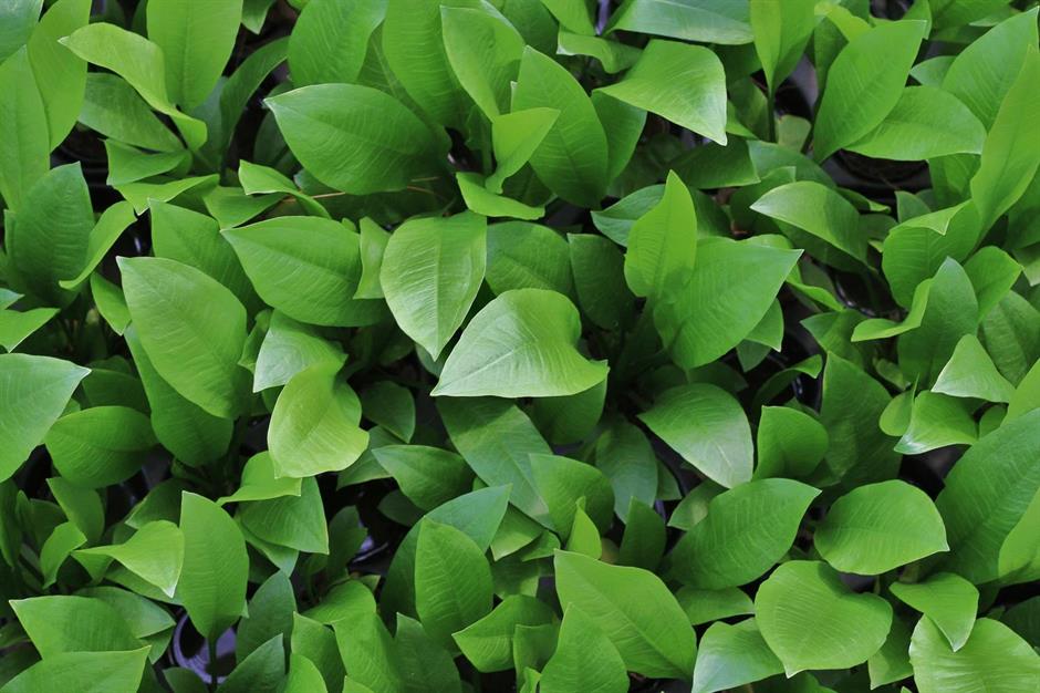 Dennerle Plants Echinodorus grisebachii "Bleherae" i Kruka - 4