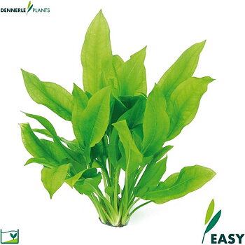 Dennerle Plants Echinodorus grisebachii "Bleherae" i Kruka