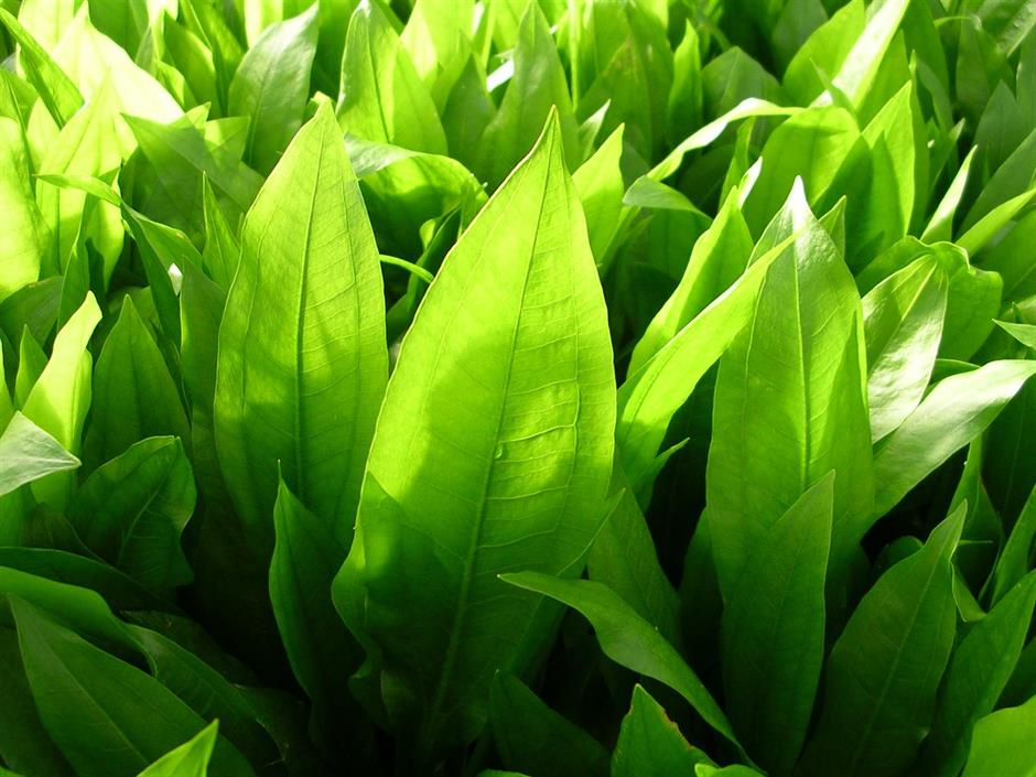 Dennerle Plants Echinodorus grisebachii "Bleherae" i Kruka - 3