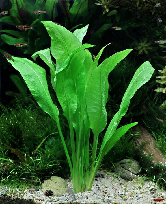 Dennerle Plants Echinodorus grisebachii "Bleherae" i Kruka - 2