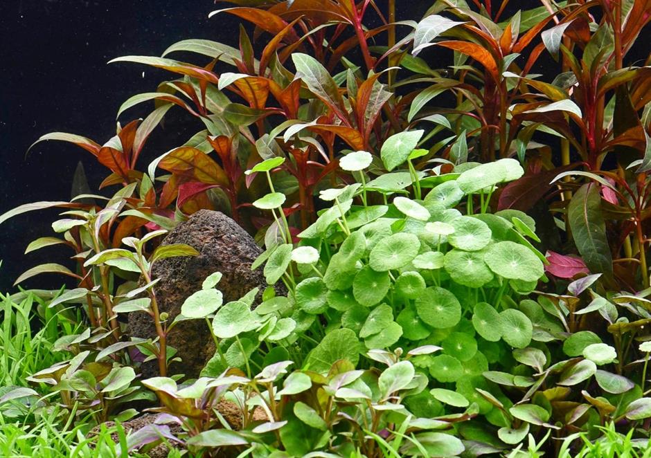 Dennerle Plants Hydrocotyle verticillata i Kruka - 3