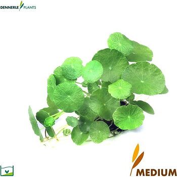 Dennerle Plants Hydrocotyle verticillata i Kruka