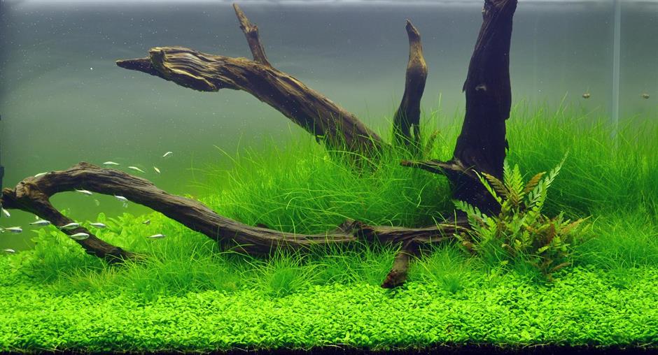 Dennerle Plants Eleocharis acicularis i Kruka - 3