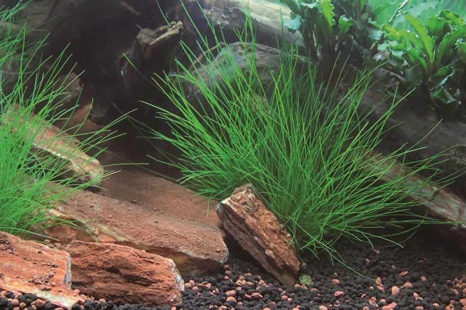 Dennerle Plants Eleocharis acicularis i Kruka - 2