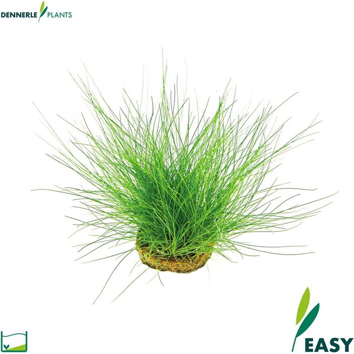 Dennerle Plants Eleocharis acicularis i Kruka