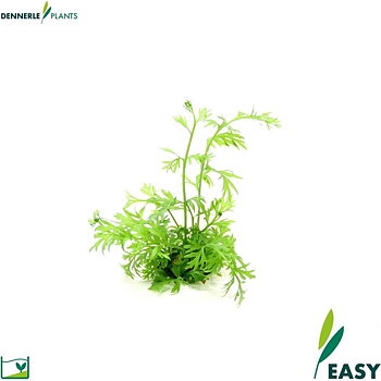 Dennerle Plants Ceratopteris thalictroides i Kruka