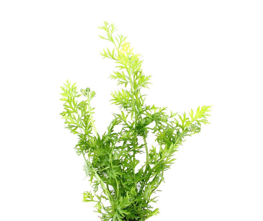 Dennerle Plants Ceratopteris thalictroides i Kruka - 2