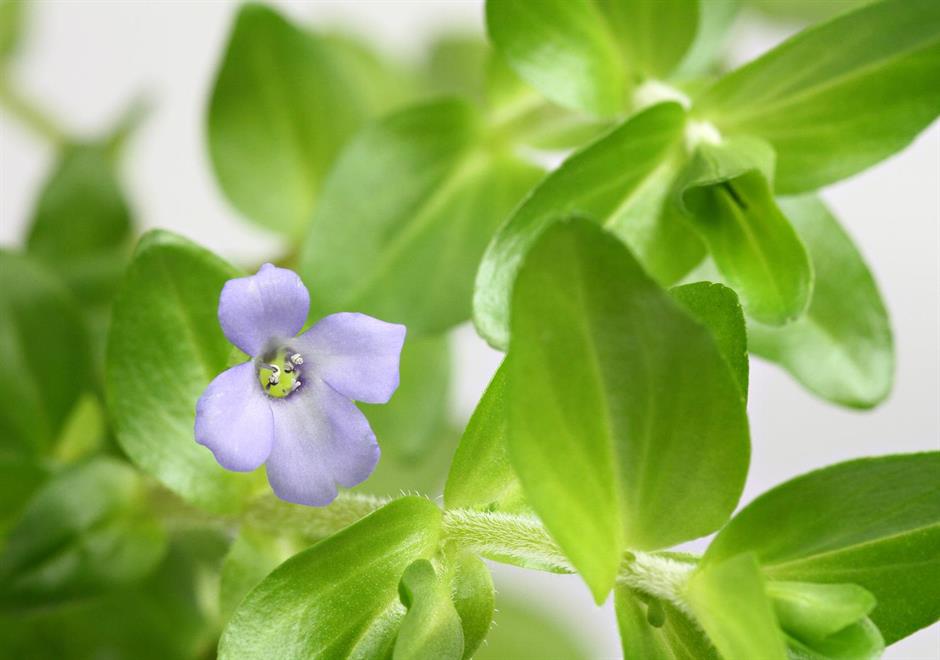 Dennerle Plants Bacopa caroliniana i Kruka - 2