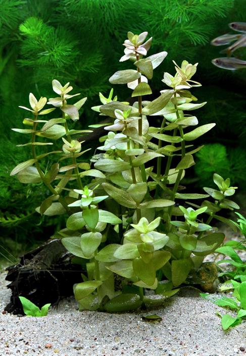 Dennerle Plants Bacopa caroliniana i Kruka - 5