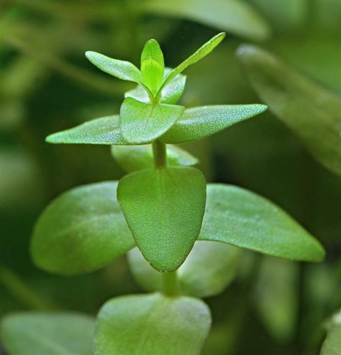 Dennerle Plants Bacopa caroliniana i Kruka - 3