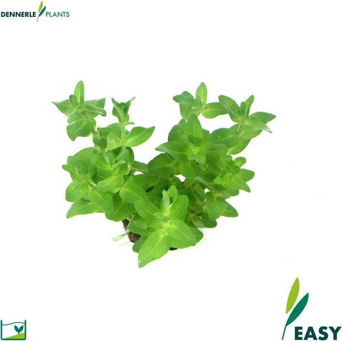 Dennerle Plants Bacopa caroliniana i Kruka