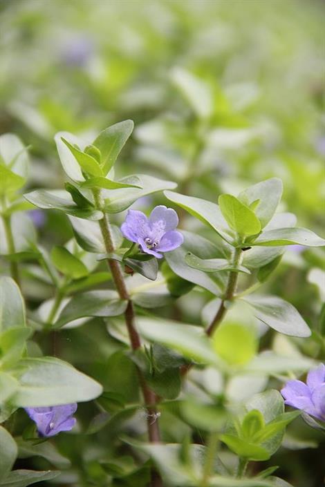 Dennerle Plants Bacopa caroliniana i Kruka - 4
