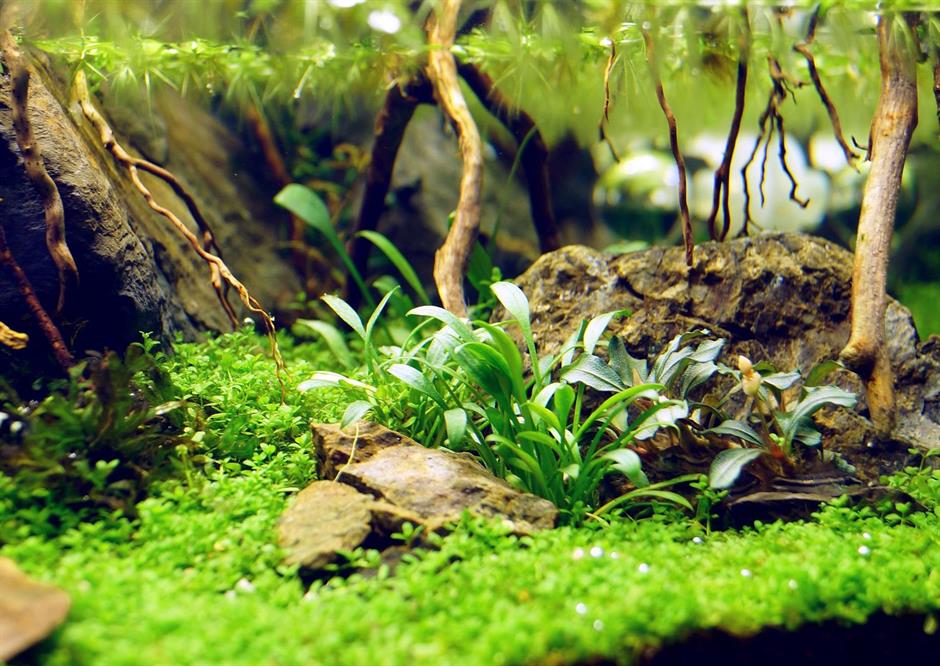 Dennerle Plants Cryptocoryne parva i Kruka - 2