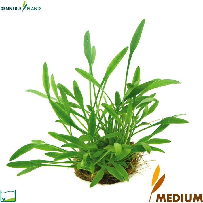 Dennerle Plants Cryptocoryne parva i Kruka
