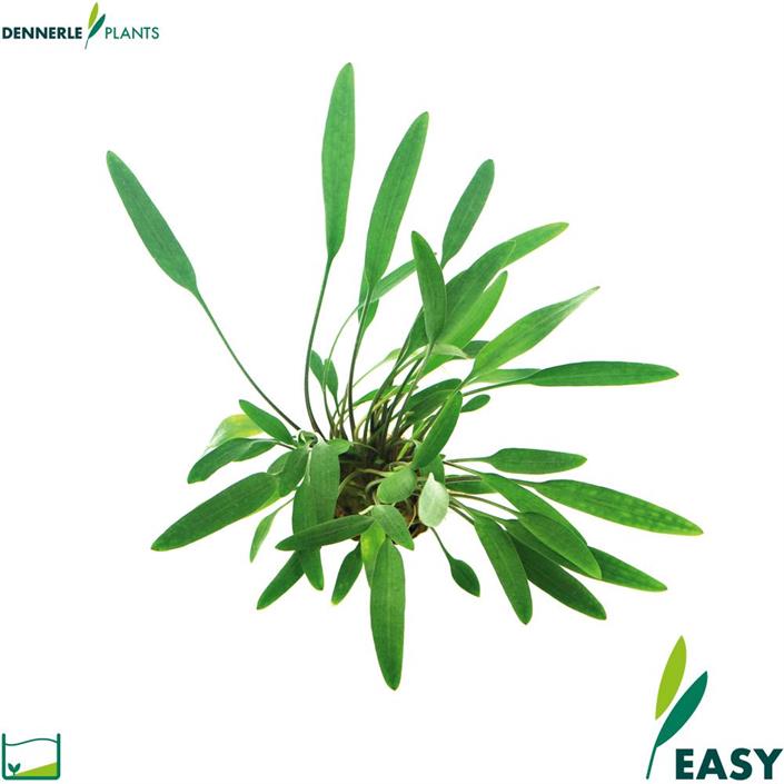 Dennerle Plants Cryptocoryne lucens i Kruka