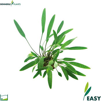 Dennerle Plants Cryptocoryne lucens i Kruka