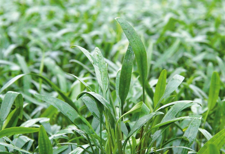 Dennerle Plants Cryptocoryne lucens i Kruka - 3