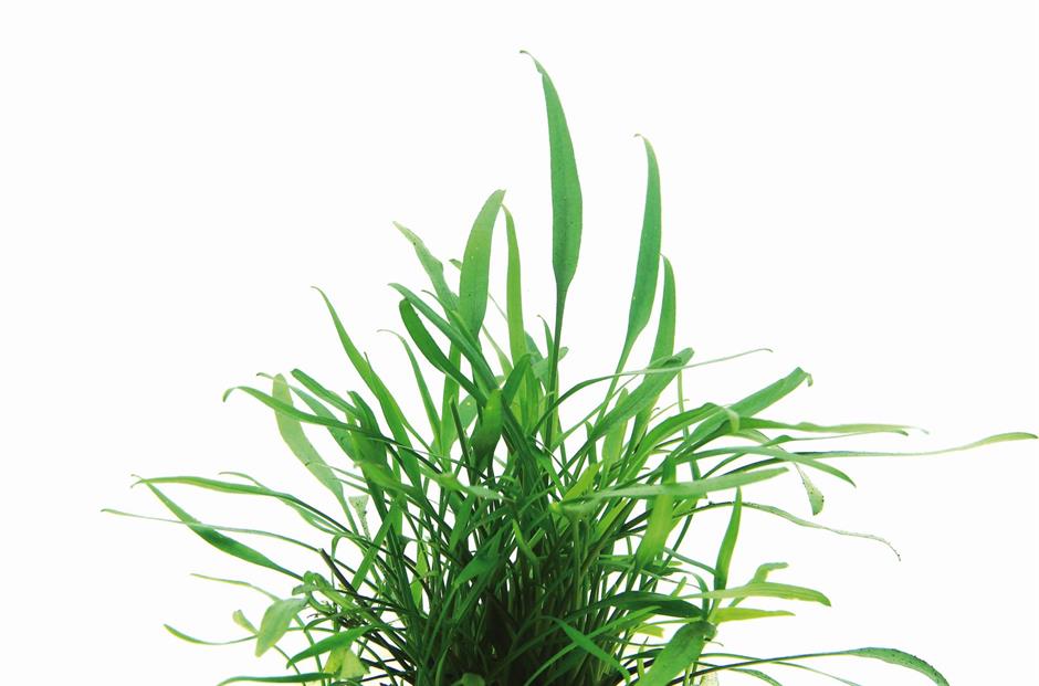 Dennerle Plants Cryptocoryne lucens i Kruka - 2