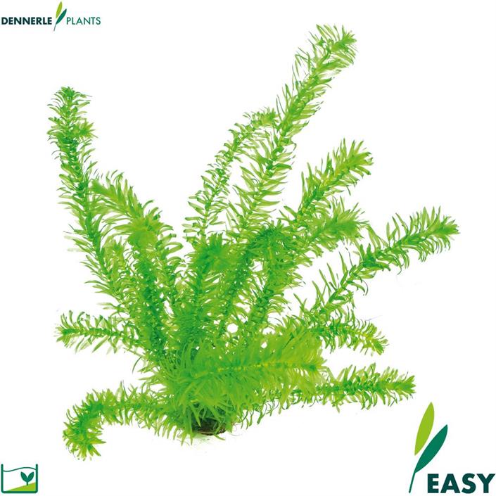 Dennerle Plants Egeria densa 'Tropical'
