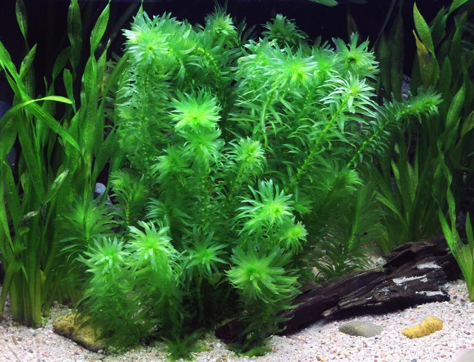 Dennerle Plants Egeria densa 'Tropical' - 2