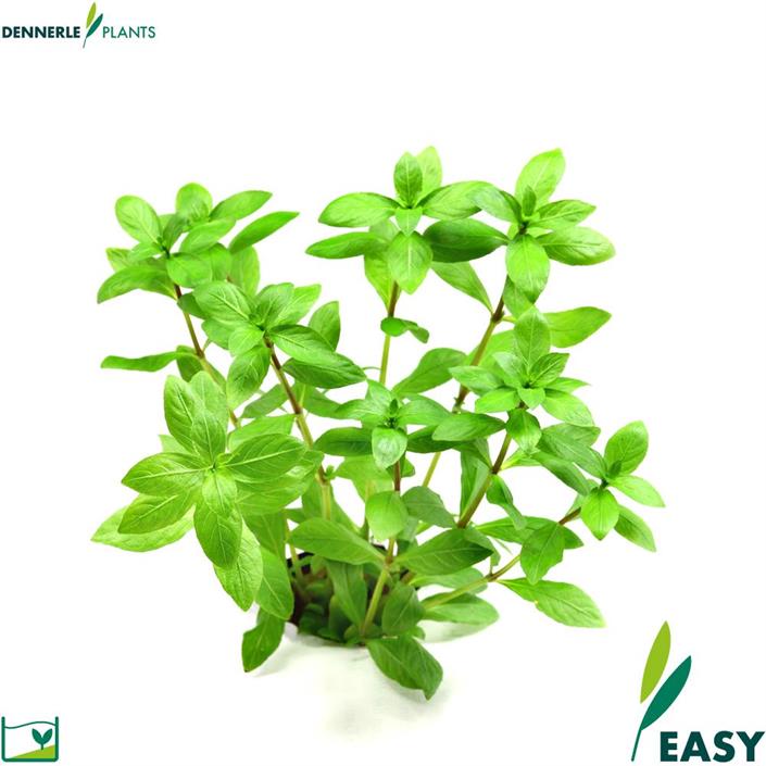 Dennerle Plants Hygrophila polysperma i Kruka