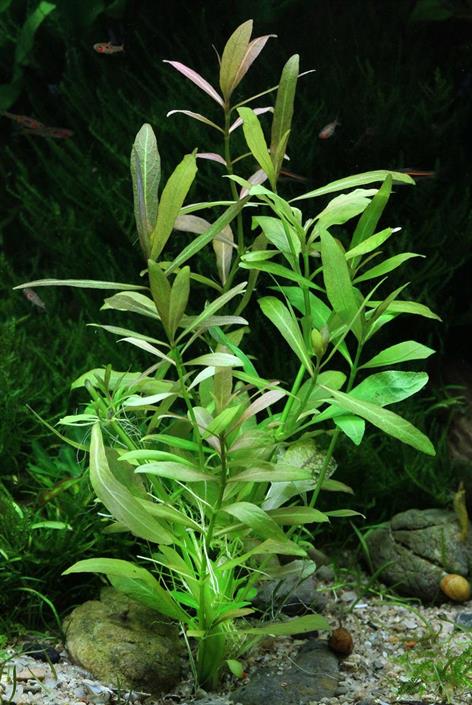 Dennerle Plants Hygrophila polysperma i Kruka - 3