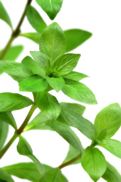 Dennerle Plants Hygrophila polysperma i Kruka - 2