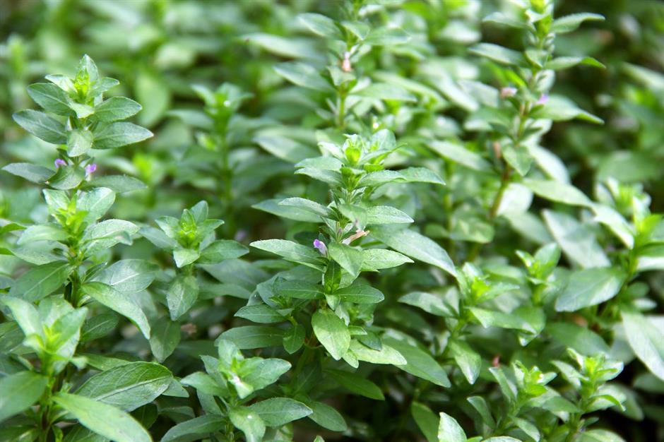 Dennerle Plants Hygrophila polysperma i Kruka - 5