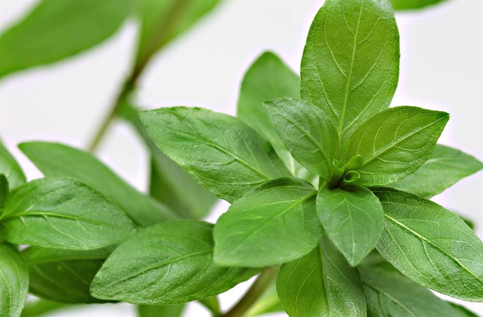 Dennerle Plants Hygrophila polysperma i Kruka - 4