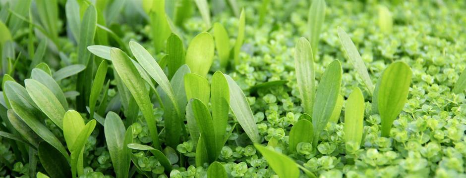 Dennerle Plants Sagittaria subulata var. pusilla i Kruka - 4