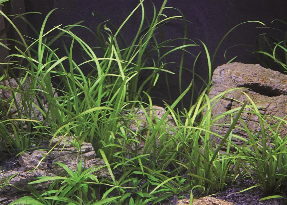 Dennerle Plants Sagittaria subulata var. pusilla i Kruka - 3