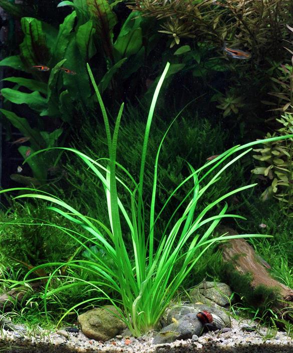 Dennerle Plants Sagittaria subulata var. pusilla i Kruka - 2