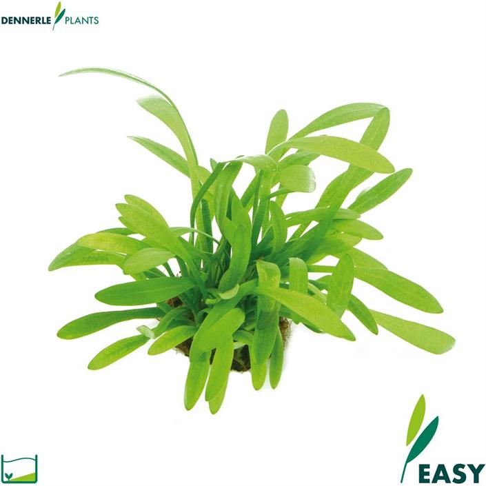 Dennerle Plants Sagittaria subulata var. pusilla i Kruka