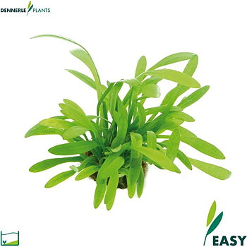 Dennerle Plants Sagittaria subulata var. pusilla i Kruka