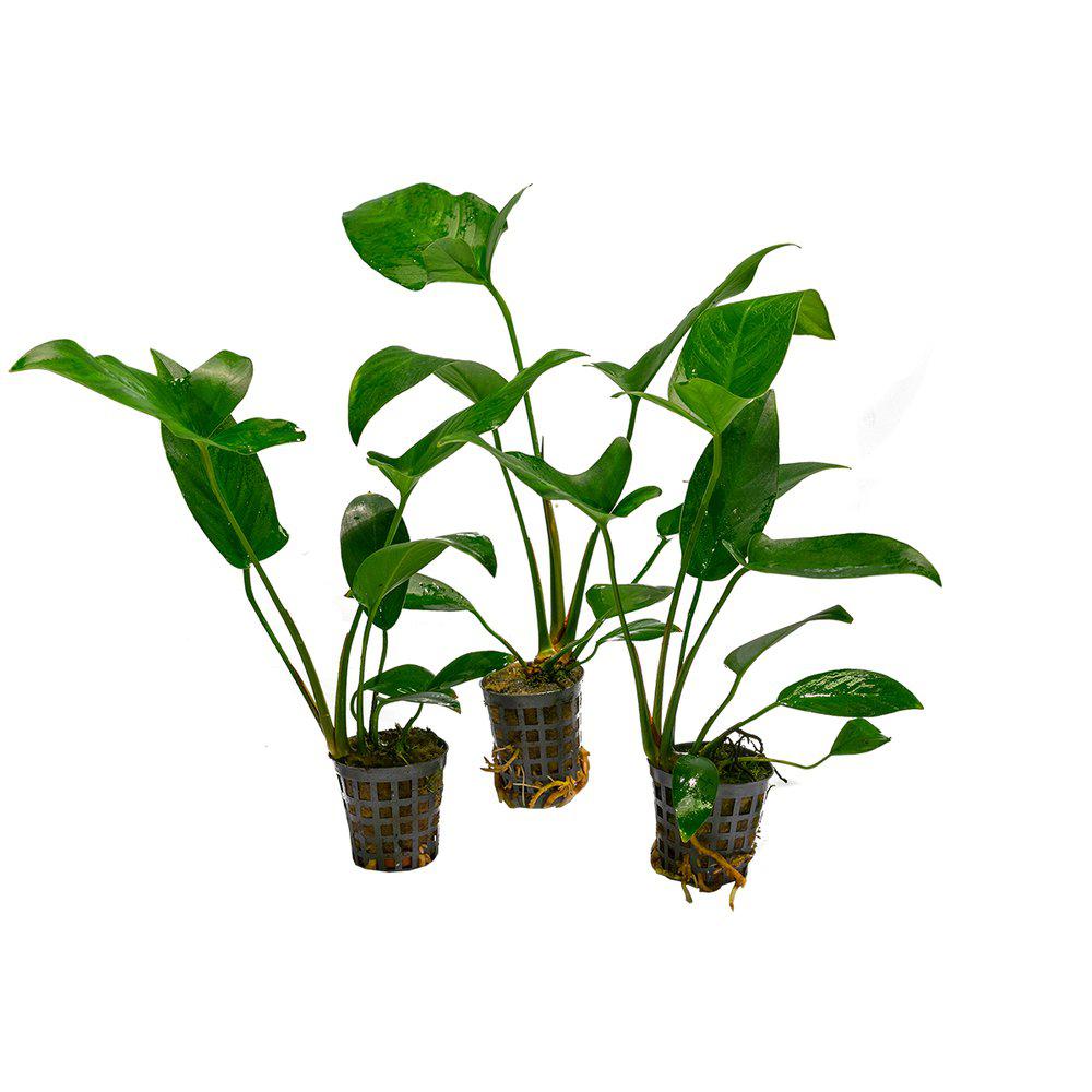 AquaFleur Anubias Hastifolia i kruka
