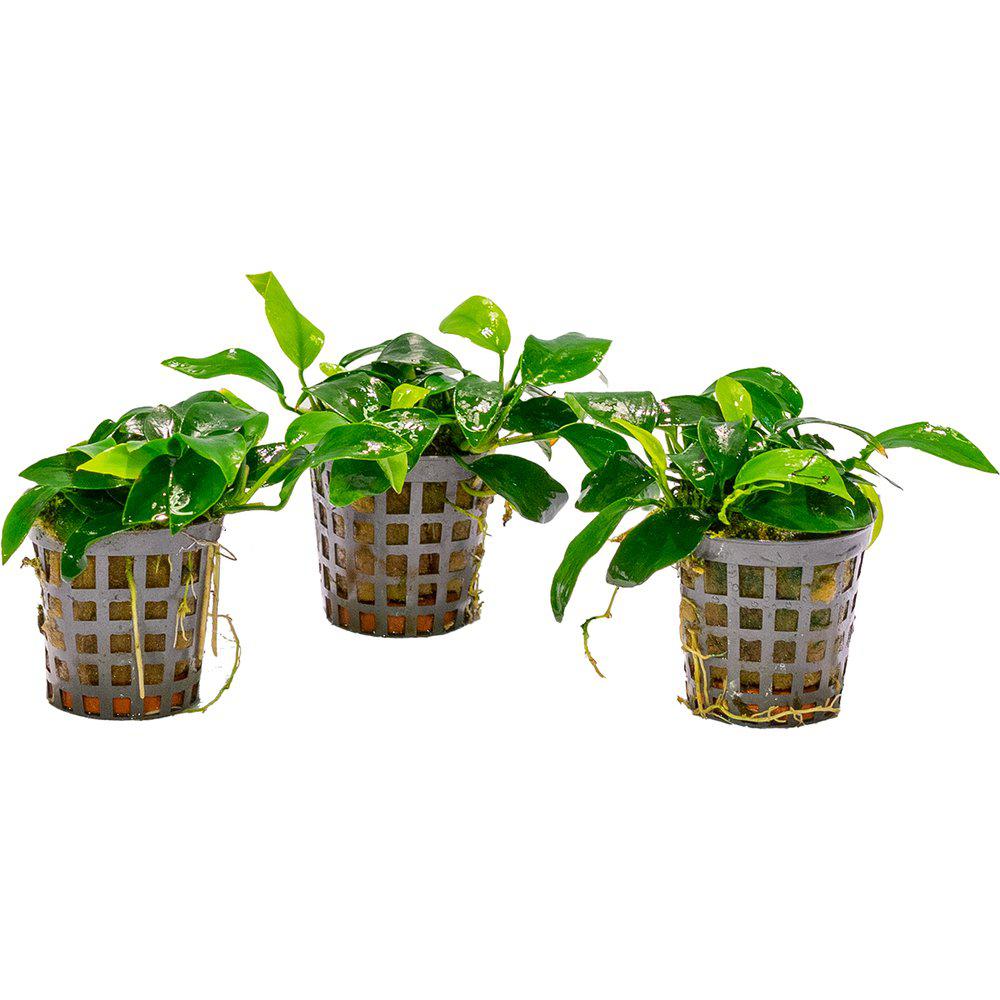 AquaFleur Anubias Nana Bonzai i kruka