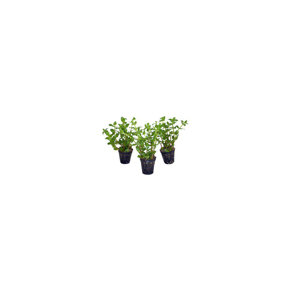 AquaFleur Bacopa Amplexicaulis i kruka