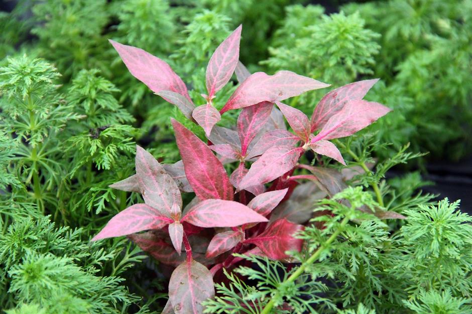Dennerle Plants Alternanthera reineckii "Red Ruby" i Kruka - 2
