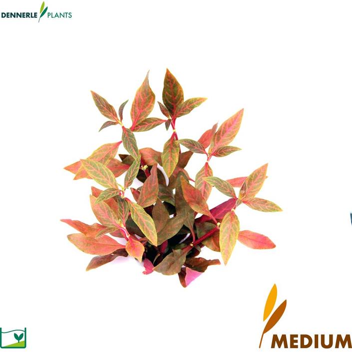 Dennerle Plants Alternanthera reineckii "Red Ruby" i Kruka