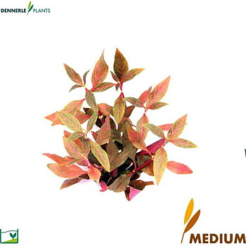Dennerle Plants Alternanthera reineckii "Red Ruby" i Kruka