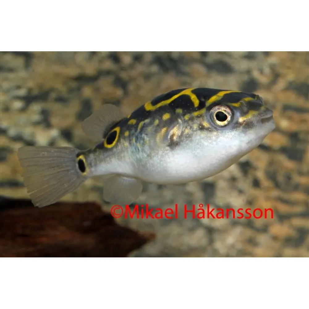 Kulfisk Fig 8 (Tetraodon biocellatus)