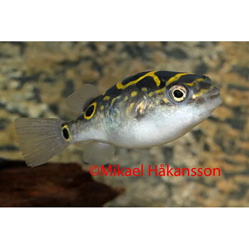 Kulfisk Fig 8 (Tetraodon biocellatus)