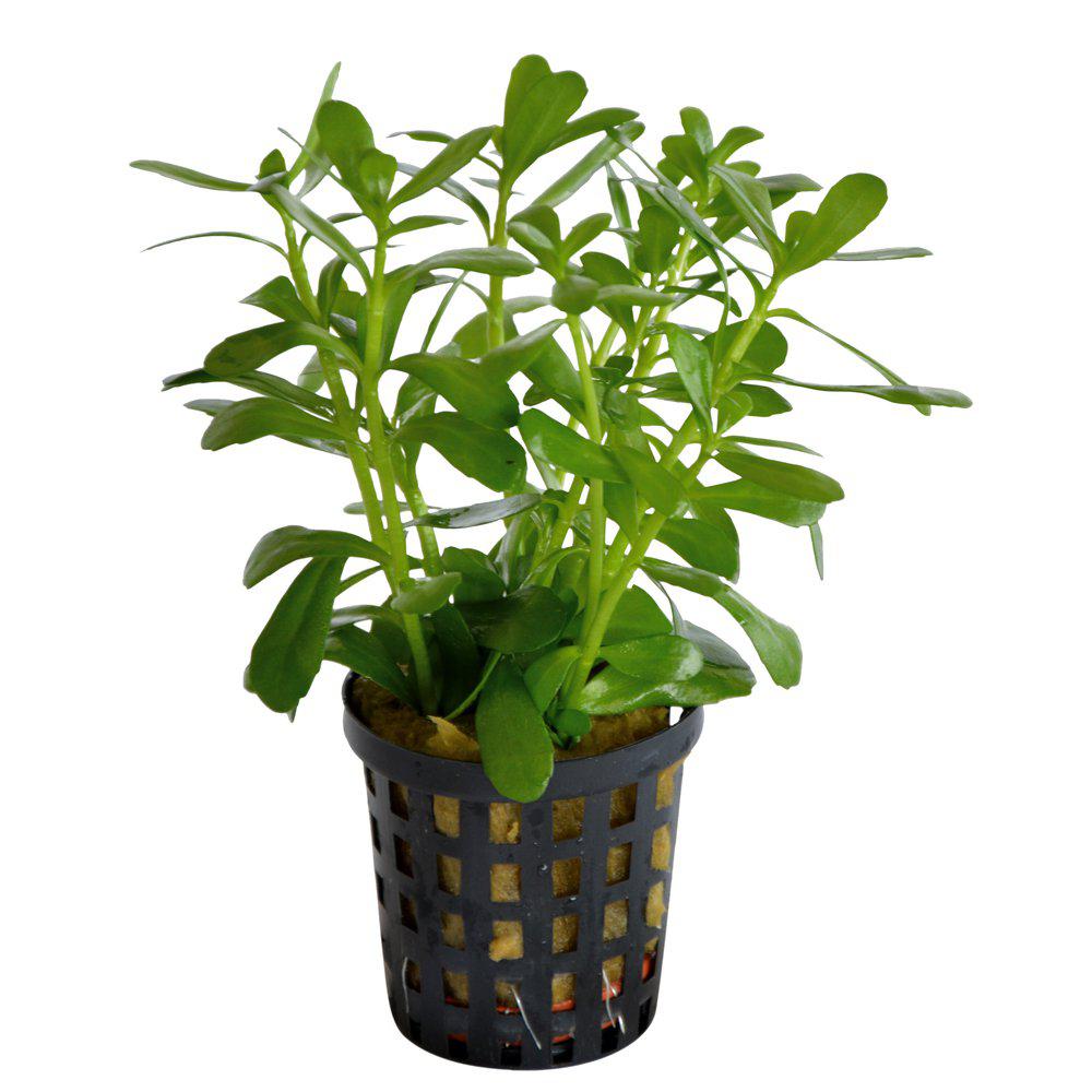 AquaFleur Bacopa Monnieri Compacta i kruka