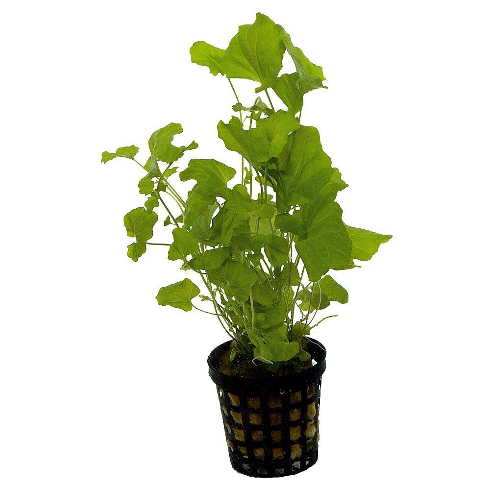 AquaFleur Cardamine Lyrata i kruka